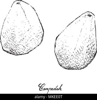 Tropical Fruit, Illustration of Hand Drawn Sketch Cempedak or Artocarpus Integer Fruits Isolated on A White Background. High in Calcium with Essential Stock Vector