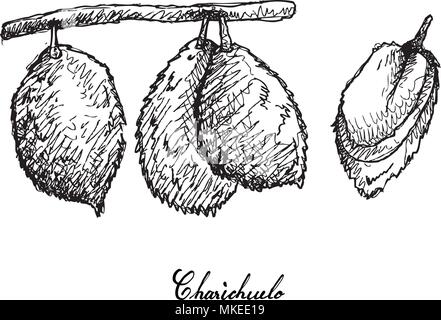 Tropical Fruits, Illustration of Hand Drawn Sketch Charichuelo or Garcinia Madruno. A Tropical Fruit in South America Isolated on A White Background. Stock Vector