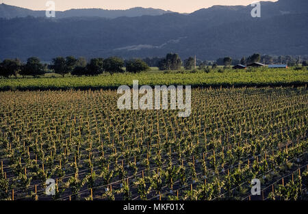 Newly-growing grape vines dominate the springtime landscape of Napa Valley, the famed viticulture region of California, USA. The foreground field shows wooden stakes topped by wires to hold up the new vines and plastic irrigation pipes on the ground to water the wine grape plantings. In the background are more mature vines that were planted earlier. Stock Photo