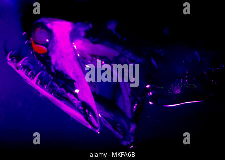 Malacosteus niger, stoplight loosejaw Stock Photo 66721143 Alamy