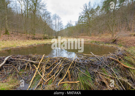 European beaver (Castor fiber) dam in spring, Spessart, Bavaria ...