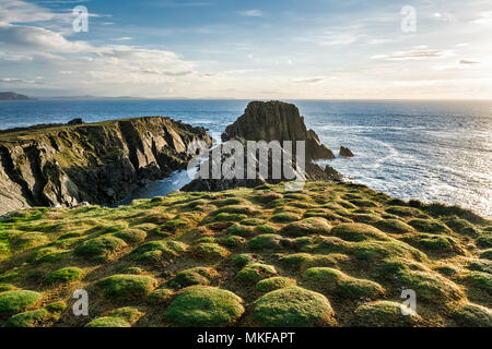 This is a picture of the sea cliffs at Malin Head Ireland. In the forground is strange plantformations on the top of the cliff. Stock Photo