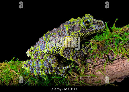 Mossy frog (Theloderma corticale) from Tam-dao Vietnam on black background Stock Photo