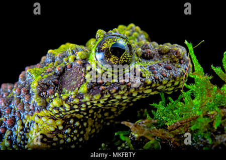 Portrait of Mossy frog (Theloderma corticale) from Tam-dao Vietnam on black background Stock Photo