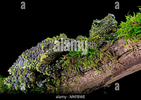 Vietnamese Moss Frog (Theloderma corticale) Captive. Native to Vietnam,  Laos, China, Reptilia reptile zoo, Vaughan, Ontario, Canada Stock Photo -  Alamy