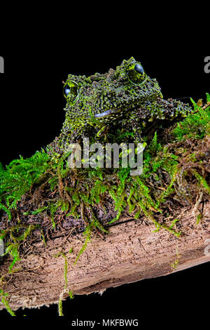 Mossy frog (Theloderma corticale) from Tam-dao Vietnam on black background Stock Photo