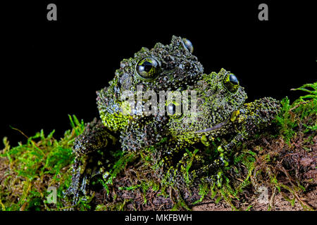 Mossy frog (Theloderma corticale) from Tam-dao Vietnam on black background Stock Photo