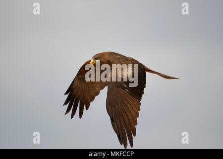 Yellow-billed Kite (Milvus aegyptius) in flight, Botswana Stock Photo