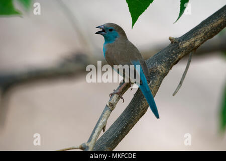 Blue waxbill (Uraeginthus angolensis) on a branch, Botswana