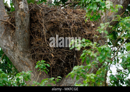 Hamerkop Bird Nest, Scopus umbretta, Scopidae. Kenya, Africa Stock Photo: 53356667 - Alamy