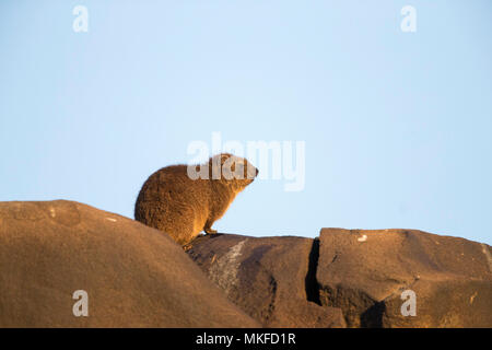 Rock hyrax (Procavia capensis), also called rock badger and Cape hyrax, Upper Karoo, South Africa Stock Photo