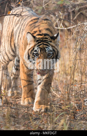 Portrait of Bengal Tiger, 1 year old, sitting in front of white ...