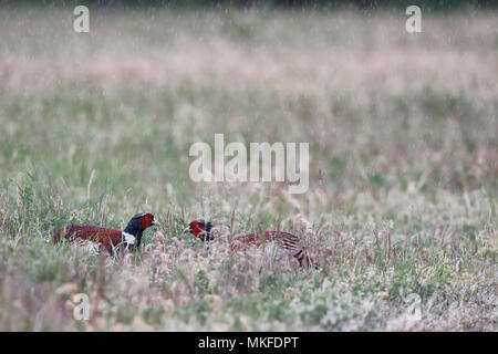 Ring-necked Pheasant (Phasianus colchicus) face to face in the rain, Dombes, France Stock Photo