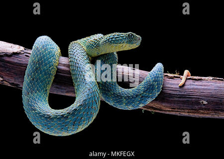 bush viper wallpaper