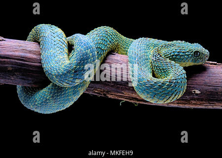 Bush viper (Atheris squamigera), animal portrait, open mouth, captive,  Congo, Stock Photo, Picture And Rights Managed Image. Pic. IBR-4890651