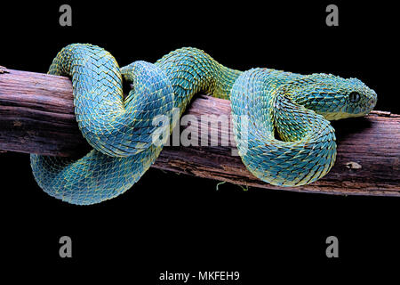 Bush viper (Atheris squamigera), animal portrait, captive, Congo