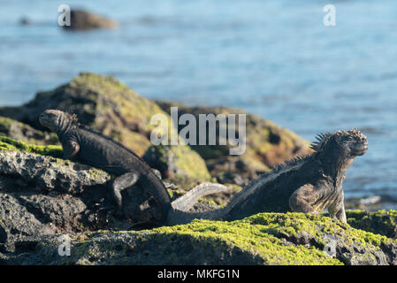 Marine iguanas (Amblyrhynchus cristatus) and sea lion, Isabela Island, Galapagos Islands, Ecuador. Stock Photo