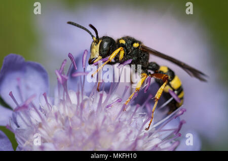 Ornate Tailed Digger Wasp (Cerceris rybyensis) female on flower, Regional Natural Park of Northern Vosges, France