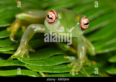 Ankafana Bright-eyed Frog (Boophis luteus), Andasibe, Perinet, Alaotra-Mangoro Region, Madagascar