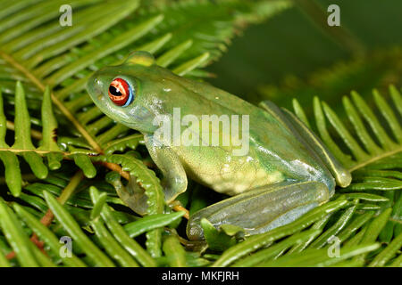 Ankafana Bright-eyed Frog (Boophis luteus) pregnant female, vision of eggs on the side, Andasibe, Perinet, Alaotra-Mangoro Region, Madagascar