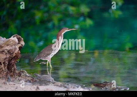 Green Heron (Butorides virescens) wading, Yucatan Peninsula, Mexico Stock Photo