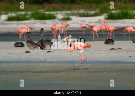 American Flamingo (Phoenicopterus ruber ruber) on the shore, Caribbean Sea, Holbox island, Yucatan Peninsula, Mexico