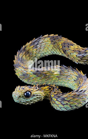 african bush viper wallpaper