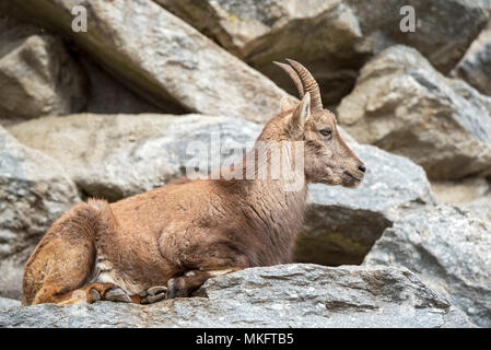 Alpine Ibex (Capra ibex) lies on rock, young animal, female, captive Stock Photo