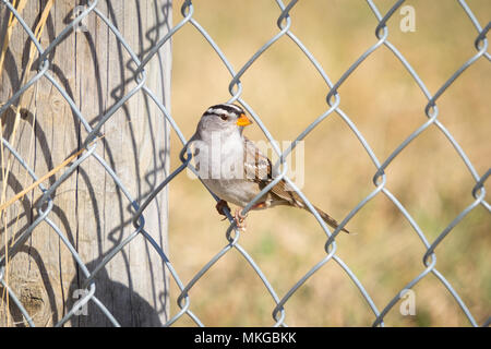 A White-crowned sparrow (Zonotrichia leucophrys) perched on a fence near Beaverhill Lake, Alberta, Canada. Stock Photo