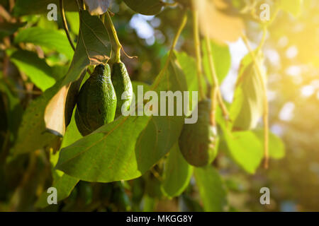 Avocado fruit grooving in the tree of the tropical garden. Stock Photo