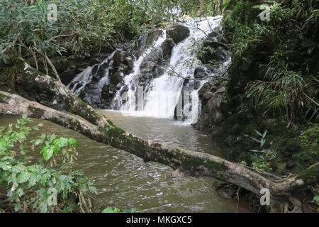 Interesting waterfall in Chamarel plain. Rochester Falls, a waterfall in a forest near Souillac, south of Mauritius island. Stock Photo