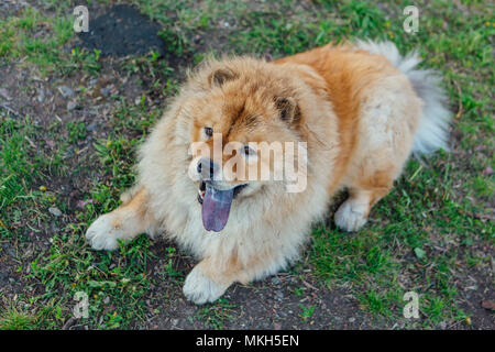 Red hair chow chow dog with blue tongue Stock Photo