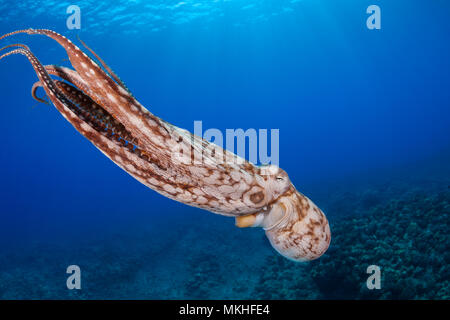 Day octopus, Octopus cyanea, in mid-water, Hawaii. Stock Photo