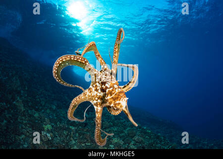 Day octopus, Octopus cyanea, in mid-water, Hawaii. Stock Photo