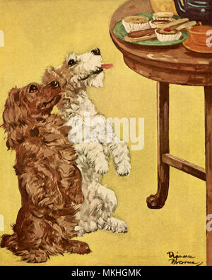 Spaniel and Terrier Begging at Table Stock Photo