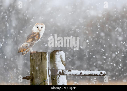 Barn owl (Tyto alba) perched on a fence post amongst snow, England Stock Photo