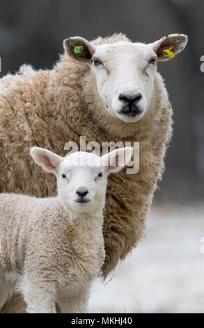 Sheep ( Ovis aries) standing in a snow covered meadow, England Stock Photo