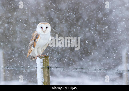 Barn owl (Tyto alba) perched on a post in falling snow, England