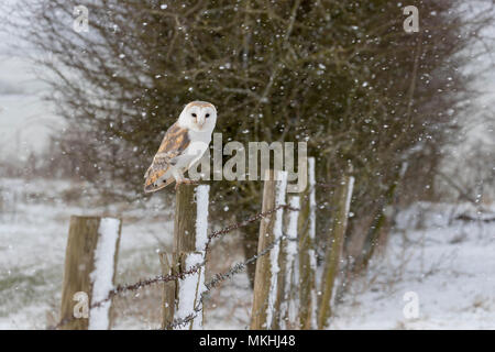 Barn owl (Tyto alba) perched on a fence post while snowing, Angland Stock Photo