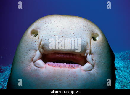 Underside of a Zebra Shark (Stegostoma fasciatum) showing mouth, teeth ...