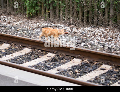 Cat walking on railway line, Tuscany, Italy, Europe Stock Photo