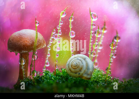 Rain drops on buds of moss near a small mushroom, snail shell in the foreground, Mantova, Lombardy, Italy Stock Photo