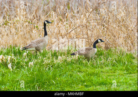 A pair of geese wander through the grass in a wetland refuge area. Stock Photo