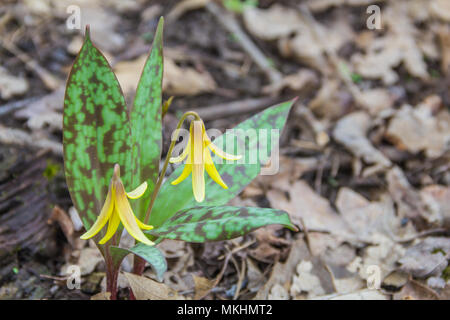 Trout Lilies in the forest,  Yellow Wild Flowers, Spring in the Forest Stock Photo