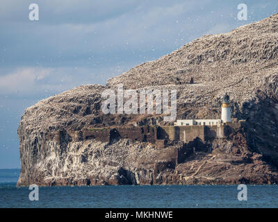 Seacliff, East Lothian, Scotland - Bass Rock with lighthouse and gannets. Stock Photo