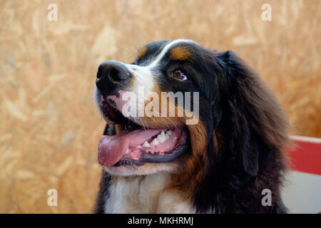 Bernese Mountain Dog Stock Photo