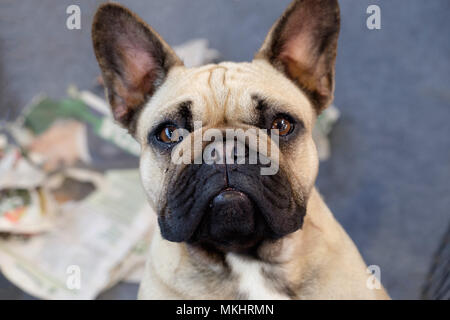 French bulldog looking at camera Stock Photo