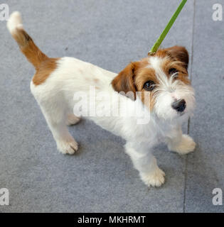 Overhead view of a cute little dog on a leash Stock Photo