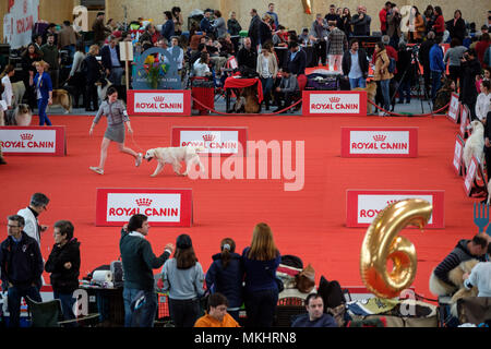 Overhead view of a woman walking her Golden Retriever during a dog show Stock Photo