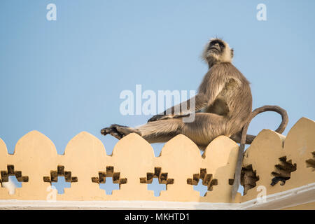 A gray langur monkey is enjoying the sunset sitting on a ledge of a temple in Jaipur. Stock Photo